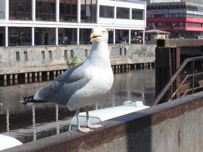 seagull
