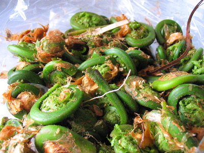 fiddleheads