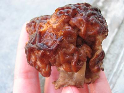 raw morel