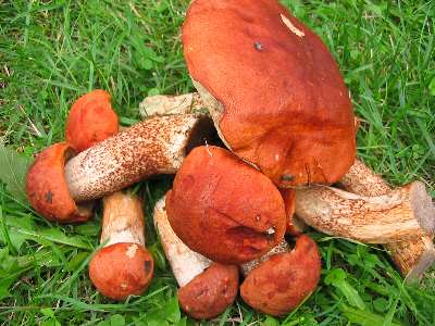 redcaps - Boletus aurantiacus