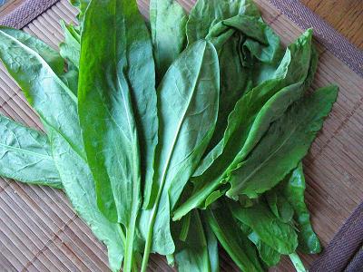 sorrel